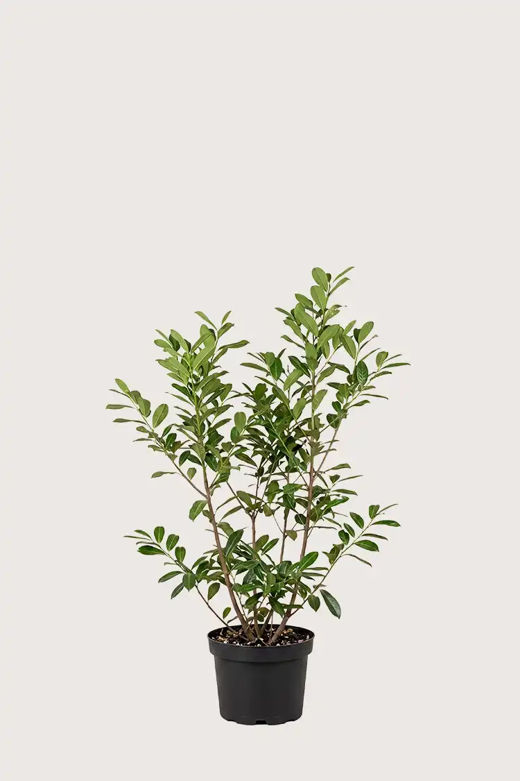 Lagerhägg Novita häck Budgetpack i kruka 80-120cm - Ger omedelbar insynsskydd
