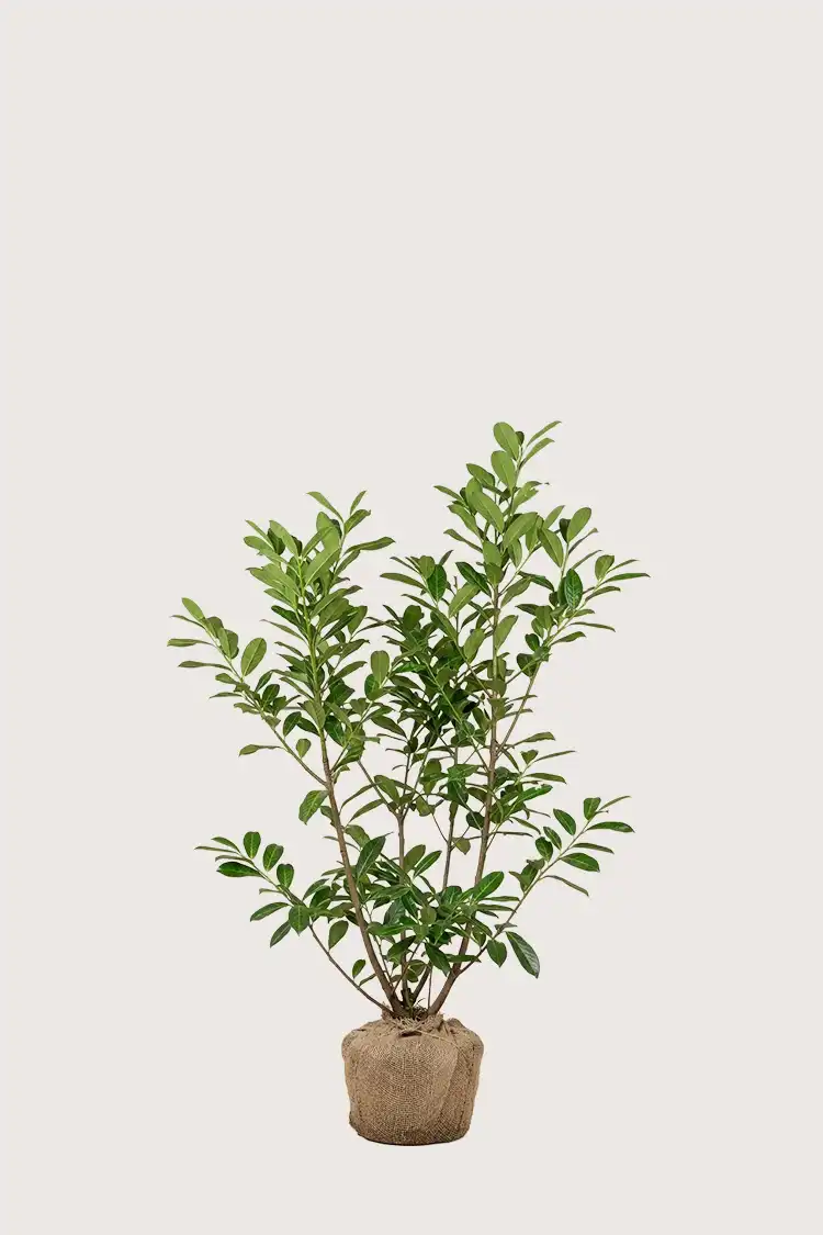 Lagerhägg Novita häck Budgetpack med rotklump 80-120cm - Ger omedelbar insynsskydd